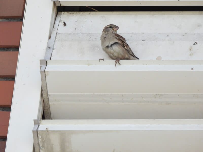 車城福安宮百葉窗發現家麻雀雌鳥 外來種家麻雀以往在台灣僅有零星紀錄，屏東鳥會在 車城福安宮百葉窗上發現家麻雀雌鳥。 （屏東鳥會提供）  中央社記者黃郁菁傳真  113年5月25日 