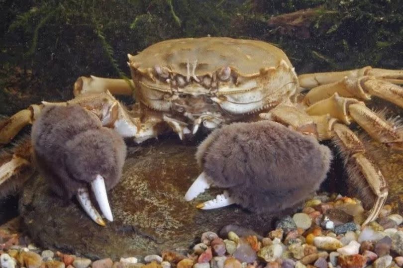 The invaders are thought to have travelled from eastern China to Europe in sediment on the bottom of ships' ballast tanks