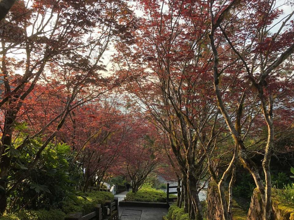 太平山楓紅（圖片來源：太平山國家森林遊樂區官網）
