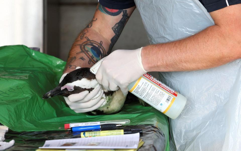 Researcher Albert Snyman prepares the scalp of an African penguin carcass before post-mortem analysis at South African Foundation for the Conservation of Coastal Birds (SANCCOB) rehabilitation centre - Esa Alexander/REUTERS