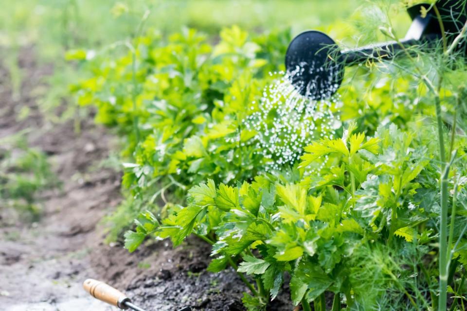 A home celery crop being watered with a large black watering can on a sunny day.