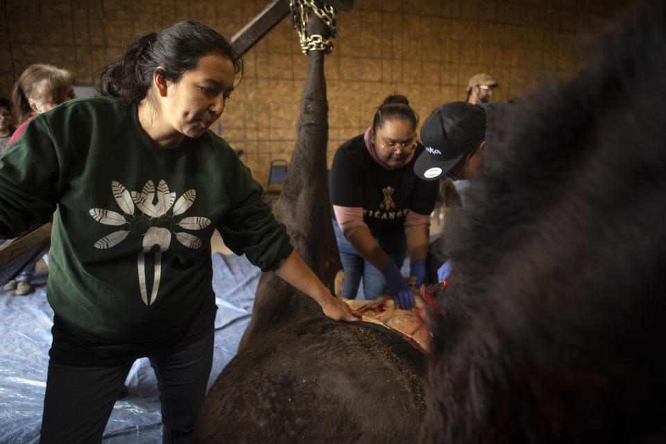 Margaret O'Connor of the Inupiaq Tribe in Alaska holds holds back the buffalo’s hide as others begin the butchering process during a harvest at the Wolakota Buffalo Range near Spring Creek, S.D., on Friday, Oct. 14, 2022. (AP Photo/Toby Brusseau)