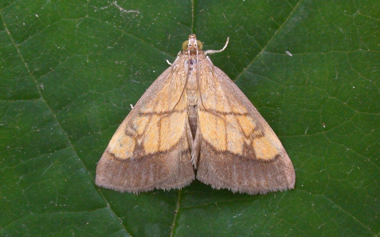 Moths become confused by street lights and do not pollinate as effectively - PA