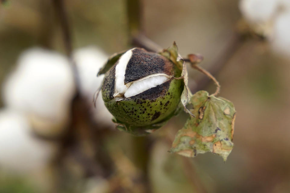 An unopened cotton boll struggles in a field near Plainvew, Texas, Tuesday, Oct. 4, 2022. Drought and extreme heat have severely damaged much of the cotton harvest in the U.S., which produces roughly 35% of the world's crop. (AP Photo/Eric Gay)