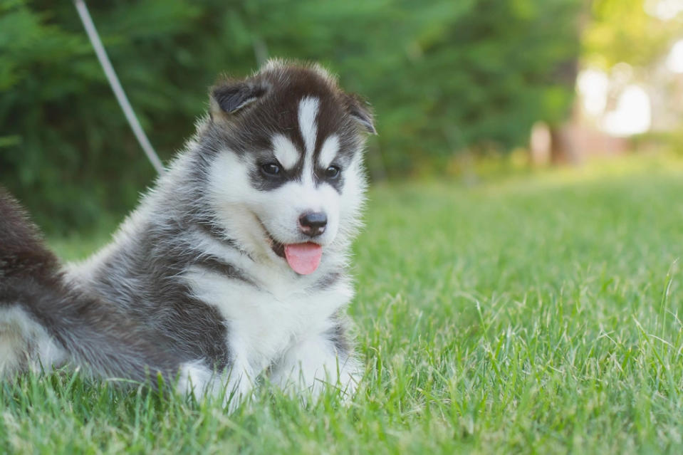 Siberian Husky puppy sitting in grass