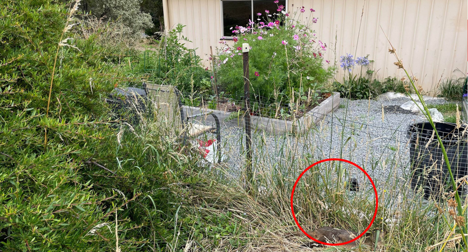 Garden, shed and a dead pademelon (with a red circle around it) in the grass at a property in Tasmania