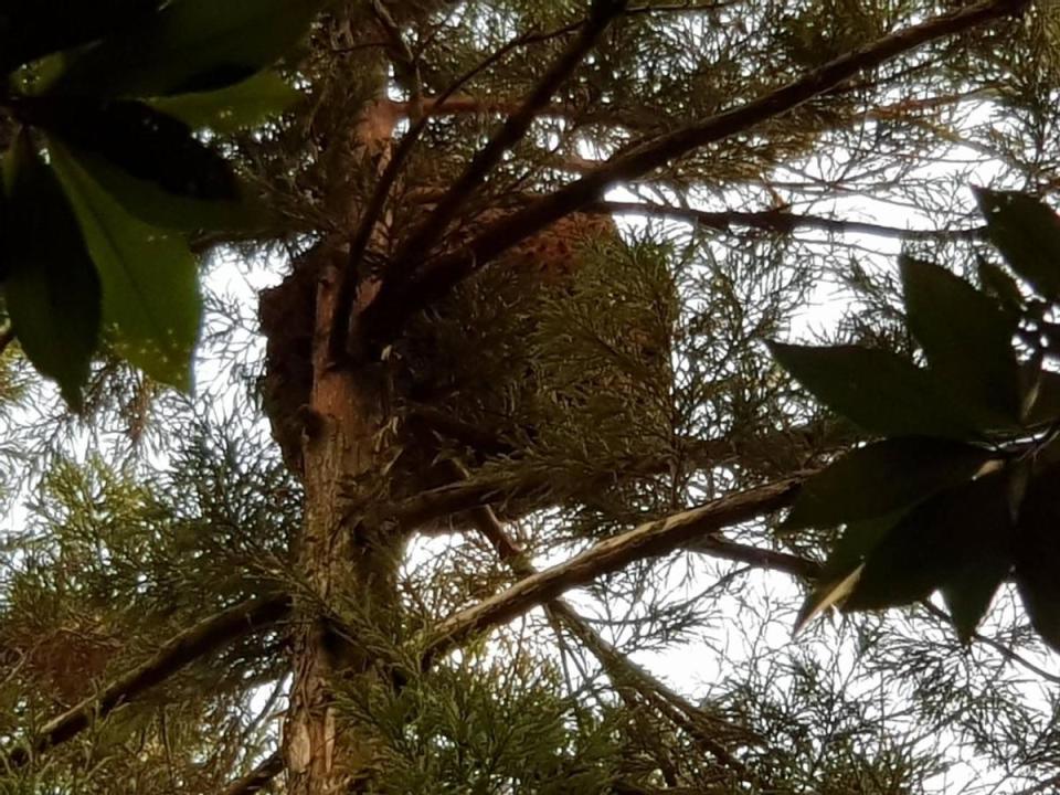 巨大的虎頭蜂巢體位在約3層樓高樹上。（翻攝畫面）