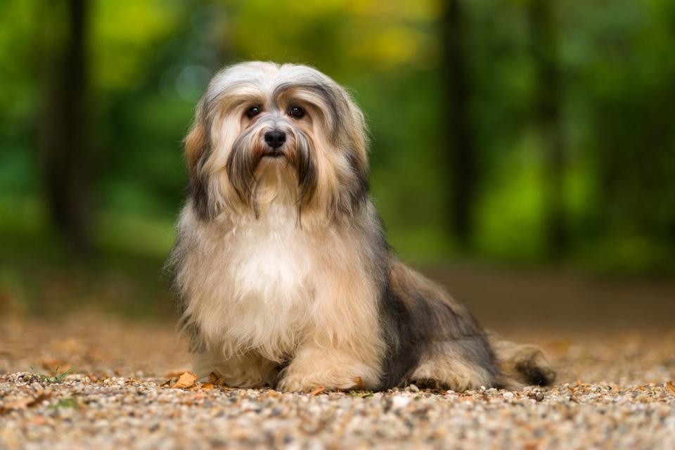 best small dog breeds havanese