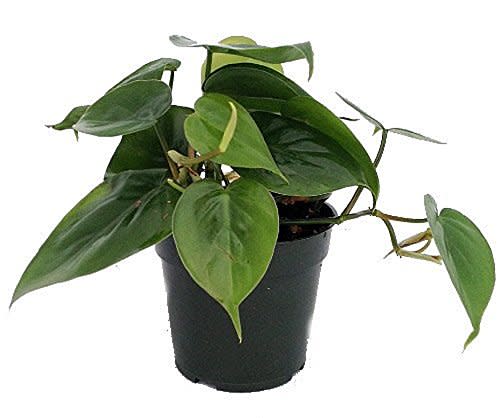 Heart Leaf Philodendron - Easiest House Plant to Grow - 4