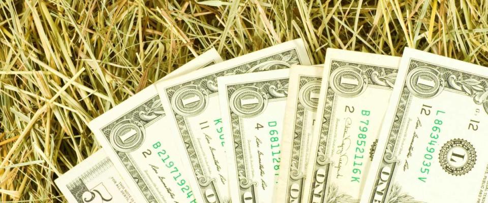 Image of dollars money on hay closeupMany dollars on the dry grass