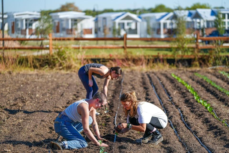 University of Texas student Lauren Hanson, Cameron Kerr of St. Edward's University, and UT student Grace Doodle plant cauliflower at Green Gate Farms in East Austin in October.