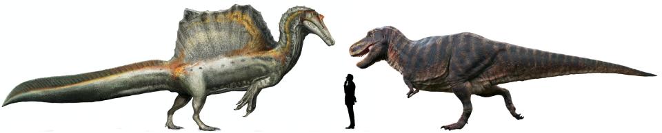 Illustration comparing the size of a Spinosaurus with a T. rex with a human.