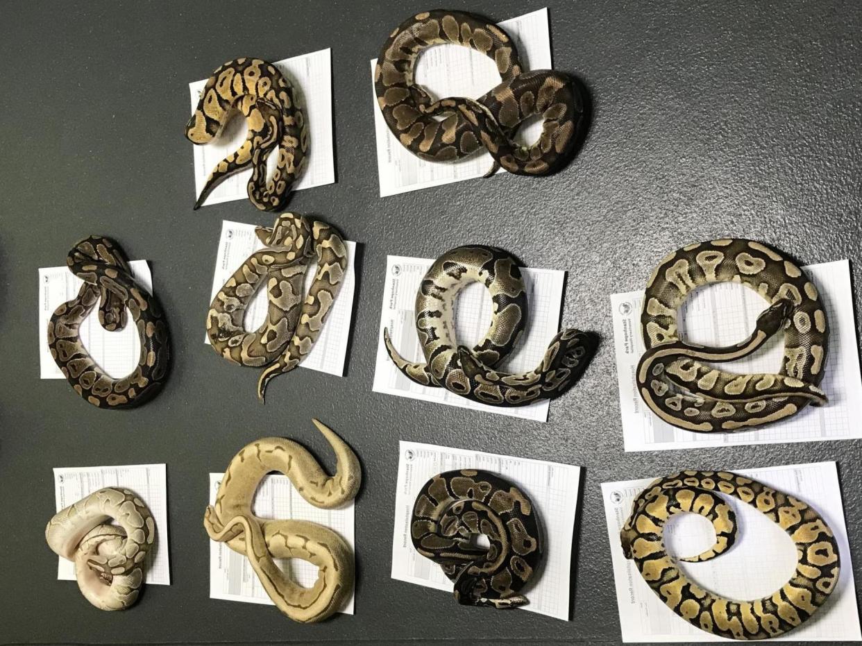 The snakes were found abandoned in pillowcases outside Farringdon fire station in Sunderland: PA