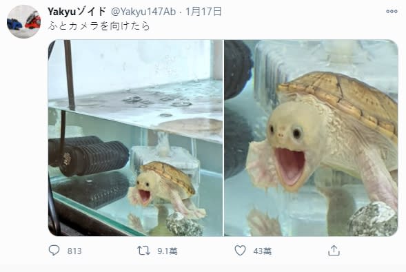 寵物烏龜的表情引來43萬人朝聖。（圖／翻攝自Yakyuゾイド推特）