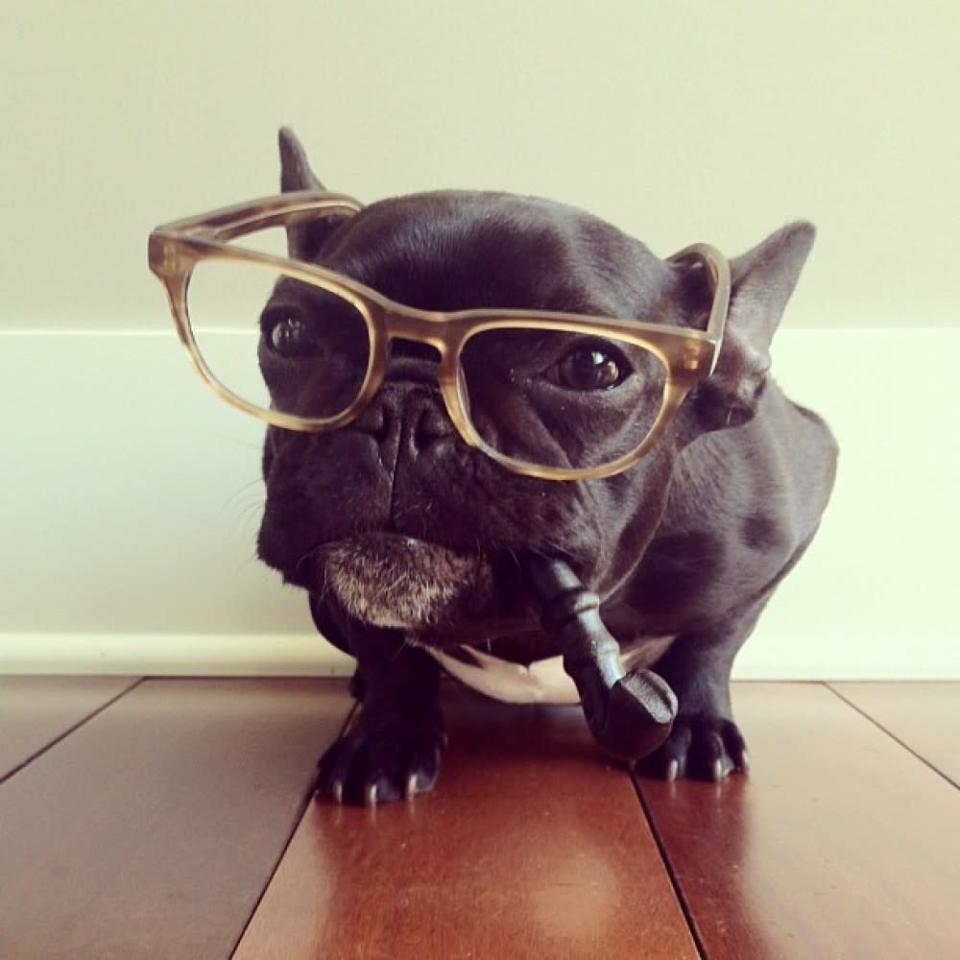 Trotter The Hipster Bulldog