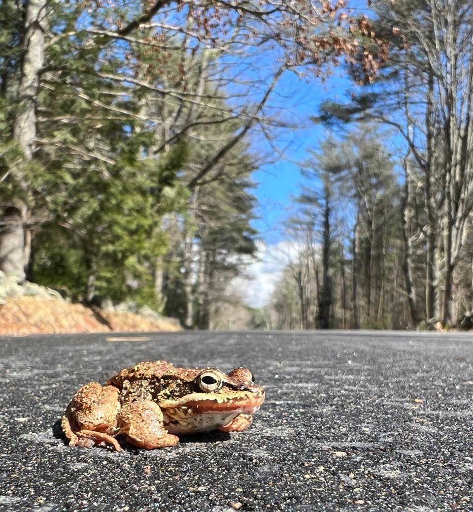 A wood frog migrating across the road in North Berwick, Maine.