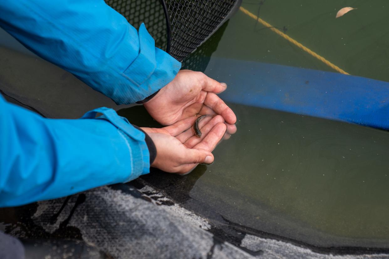 Carlie Sharpes, an aquaculturist at the Klamath River Tribes' Ambodat hatchery facility, holds a C'waam suckerfish in Chiloquin, Oregon, on Aug. 22, 2023.