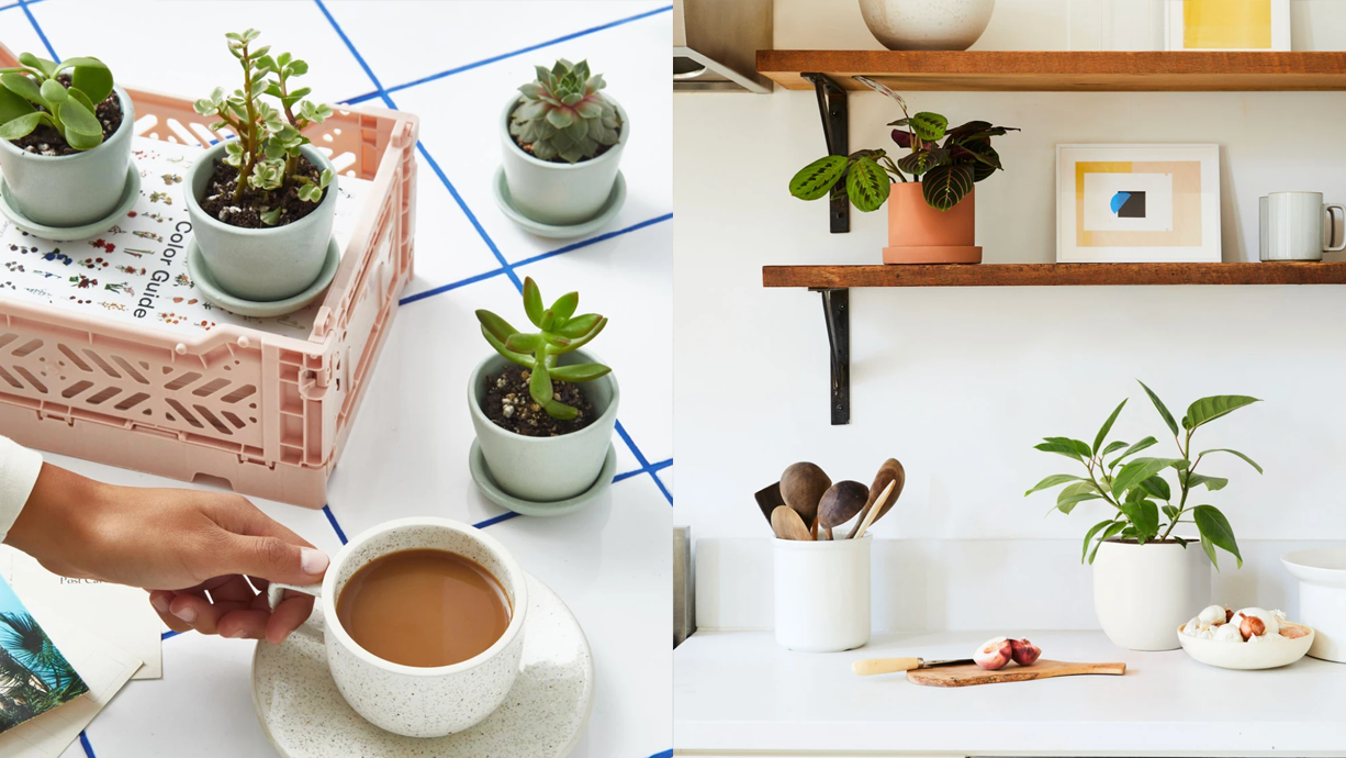 Shop markdowns on succulents, Ficus plants and more right now at The Sill.