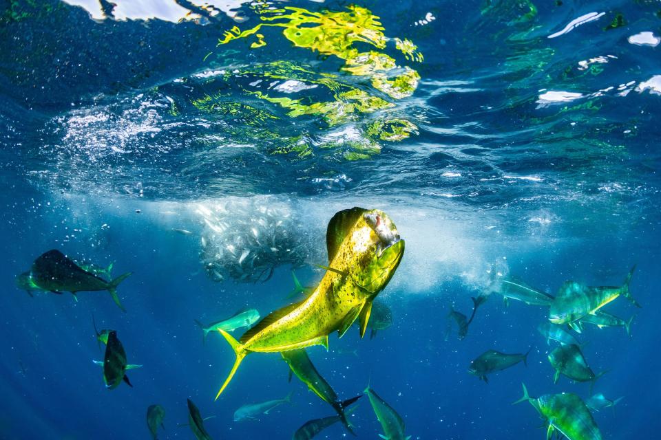 A triumphant mahi-mahi or common dolphinfish proudly displays its catch amidst a feeding frenzy.