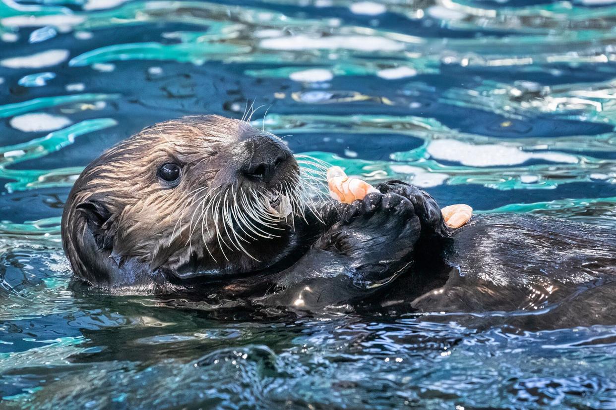 An otter pup from The Aquarium of the Pacific