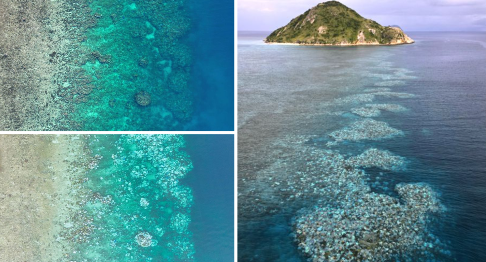 The same section of reef near Lizard Island in December 2023 then in March 2024, with more than 90 per cent bleached or dead (left). Severe bleaching also seen on Lizard Island (right).