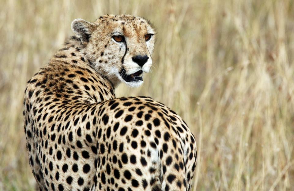 A cheetah observes the plains in Masai Mara game reserve in this file photo from July 24, 2008. Scientists doing energy expenditure research on cheetahs have discovered that their biggest energy drain was not the energy expended chasing prey, but the ever-increasing distances they are forced to walk while searching for prey. REUTERS/Radu Sigheti/Files (KENYAANIMALS SOCIETY - Tags: ANIMALS SOCIETY SCIENCE TECHNOLOGY)