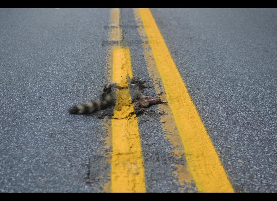 This photo provided by Sean McAfee from Thursday, Aug. 2, 2012, shows a dead raccoon that McAfee saw with the road dividing line painted over it before he stopped his motorcycle to take the picture on Franklin Rd. in Johnstown, Pa. According to PennDOT traffic engineer John Ambrosini, paint crews know to avoid such animals and usually have a foreman on the job to clear any dead animals off the road before the paint-spraying truck equipment passes by. This crew didn't have a foreman that day, and the equipment was too big to turn around in traffic on the curvy, narrow road so the line could be repainted without the carcass in the way.