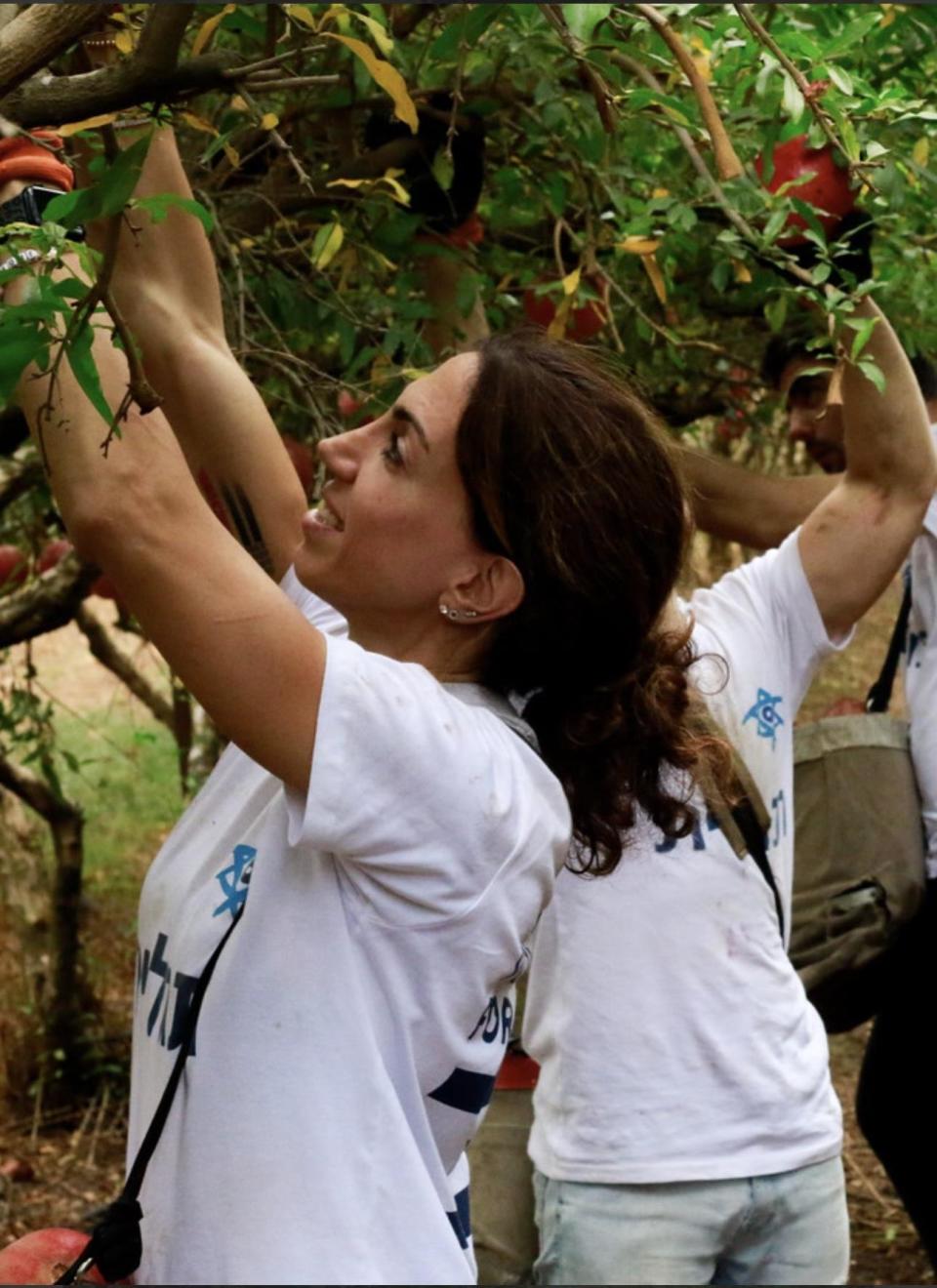 Judy Heller, 37, picks pomegranates while volunteering in Israel. / Credit: courtesy Judy Heller