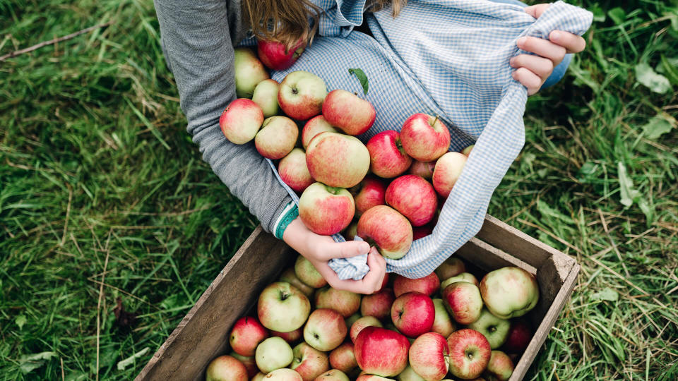 Portrait of a teenage girl, 13 years old, collecting apples from the orchard in her apron then pouring them into a wooden apple box.