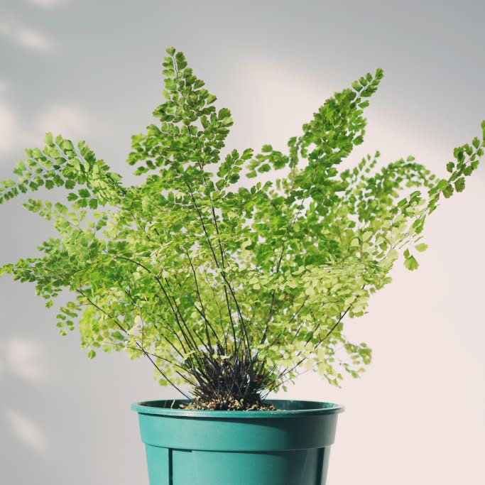  A potted southern maidenhair fern. 