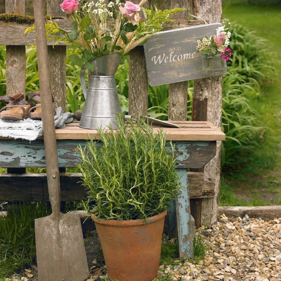 Potted rosemary plant next to garden bench and spade