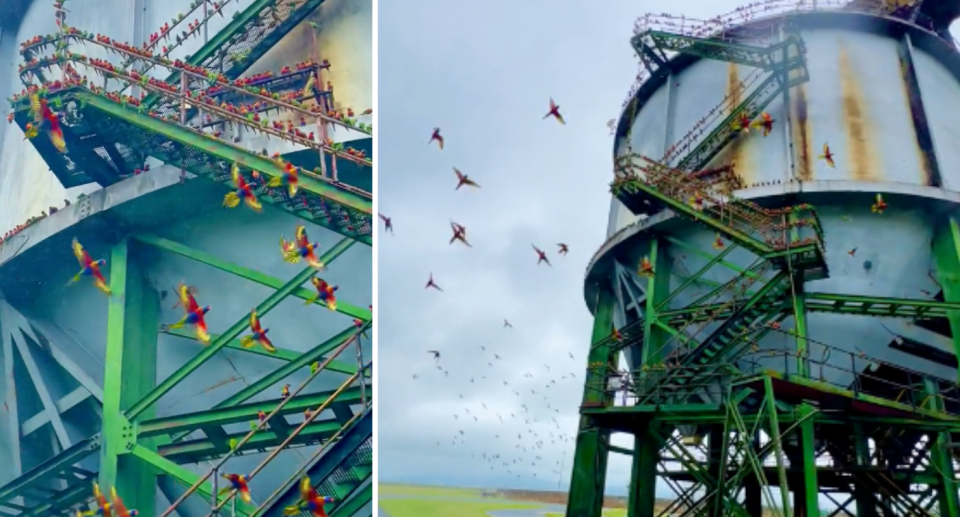 Incredible screenshots of the 'thousands' of lorikeets flying in a circle around sugar silo in Mackay..