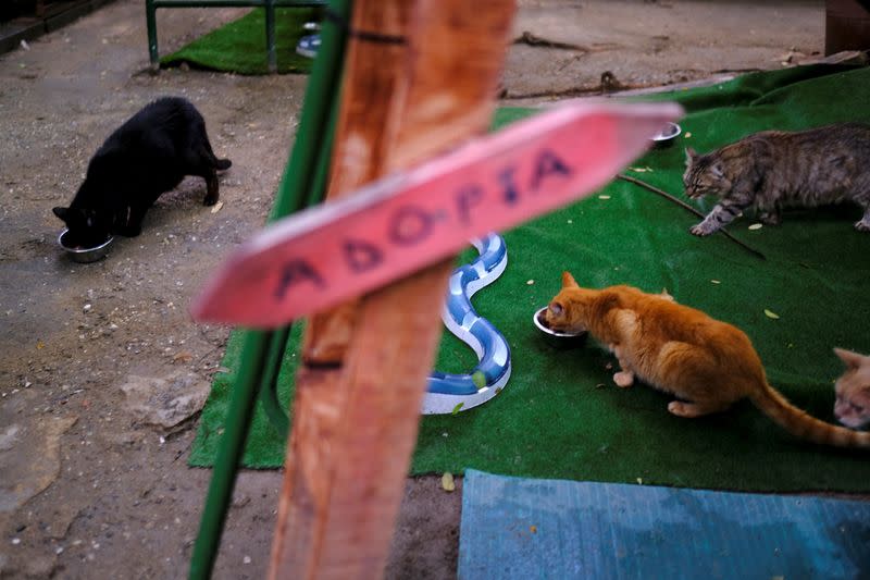 Varios gatos nacidos en la calle cerca de un cartel animando a adoptarlos en el refugio El Jardinet dels Gats de Barcelona