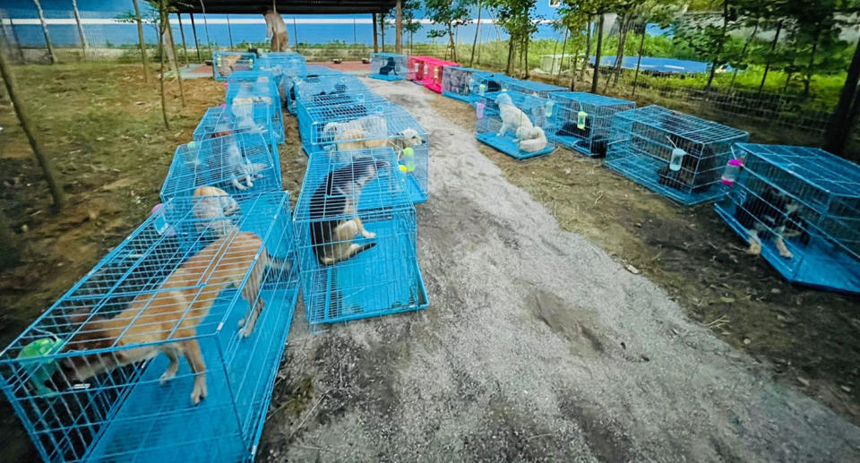 The rescue dogs sit in rows of bright blue cages. 