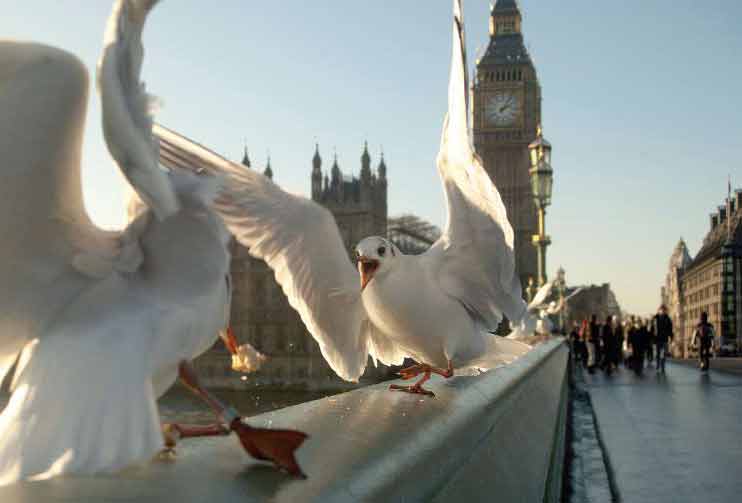 Seagulls