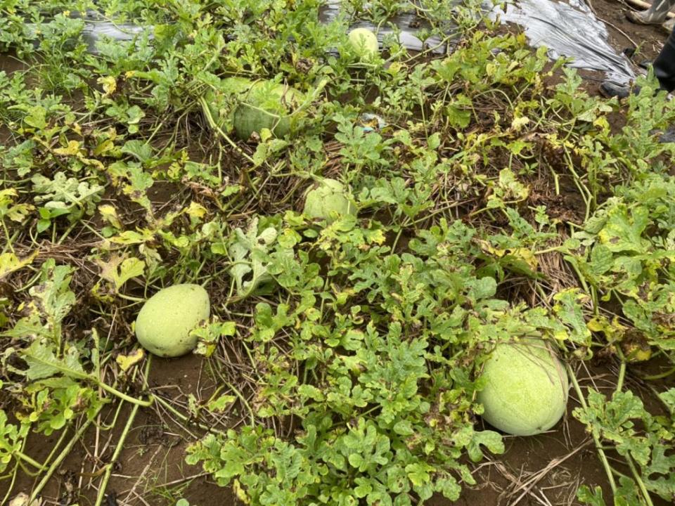 因連續豪雨影響，導致西瓜5月陸續出現植株黃化、著果率低情形。（新北市農業局提供）