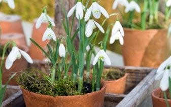 Pots are not the ideal place for snowdrops - Photolibrary RM