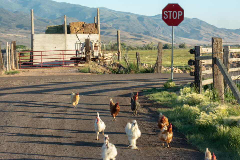 Flock of chickens running on a rural road toward a stop sign, with a farm and mountains in the background