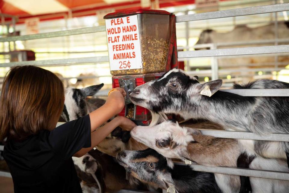 Goats in the petting zoo look at Luke Graytan, from Clearwater, while he gets feed for them during the Youth Fair opening day on Thursday, March 14, 2024, at the Miami-Dade Fair and Exposition. The Grattan family moved away from Miami but come back every year for the fair.