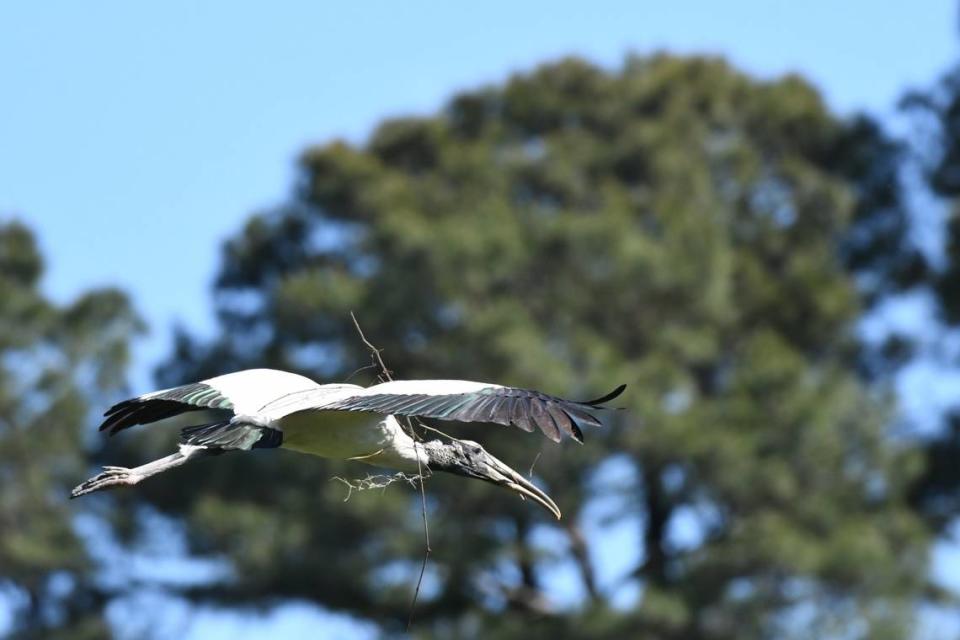 Wood storks are now nesting at Cyrpess Wetlands in Port Royal.