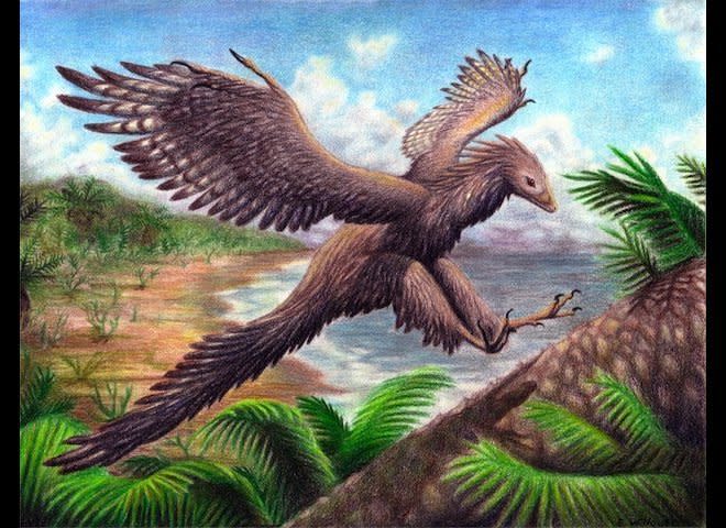 The Archaeopteryx was once widely considered the earliest known bird. Scientists now believe the feathered animal was a dinosaur.