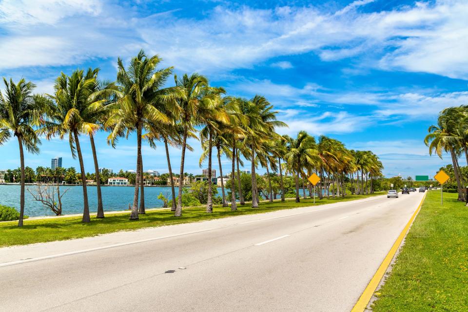 Palm trees in Miami Beach, Florida.