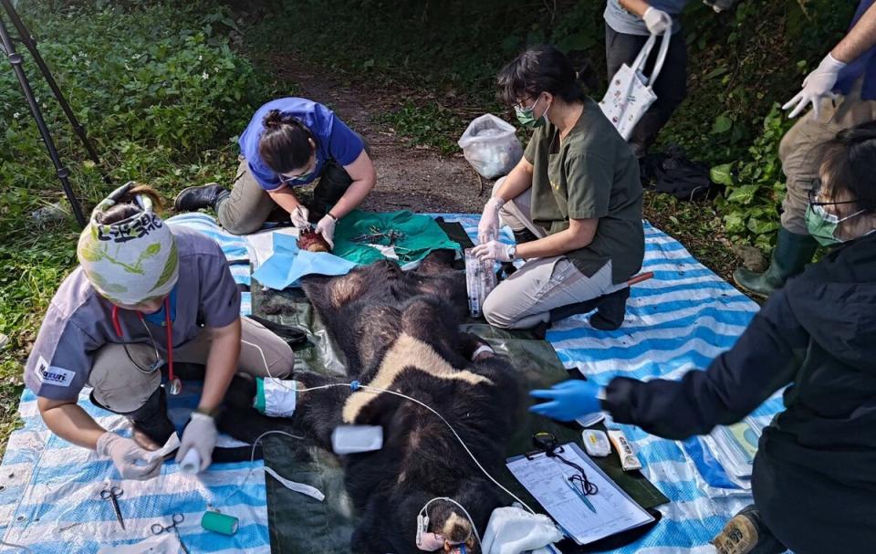 「達古阿里」於18時30分左右送達台東池上的野灣野生動物醫院，目前狀況穩定。   圖：林業及自然保育署花蓮分署／提供