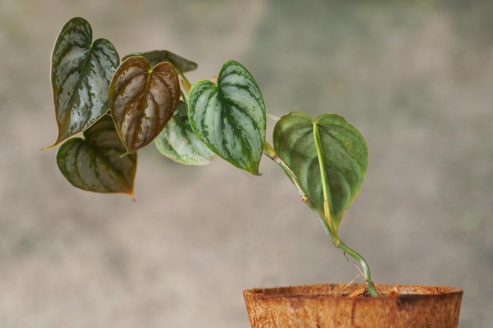 A stem of Philodendron brandtianum in a wooden pot.