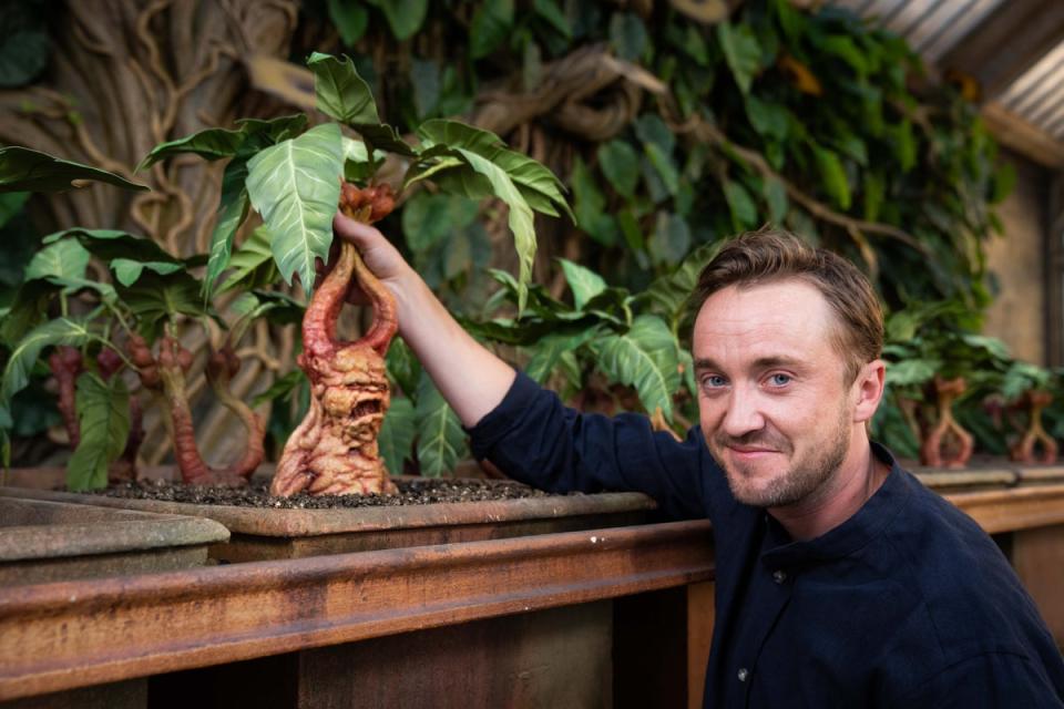 Tom Felton said that the trick to pulling a Mandrake is ‘all in the wrist' (Scott Garfitt/PinPep)