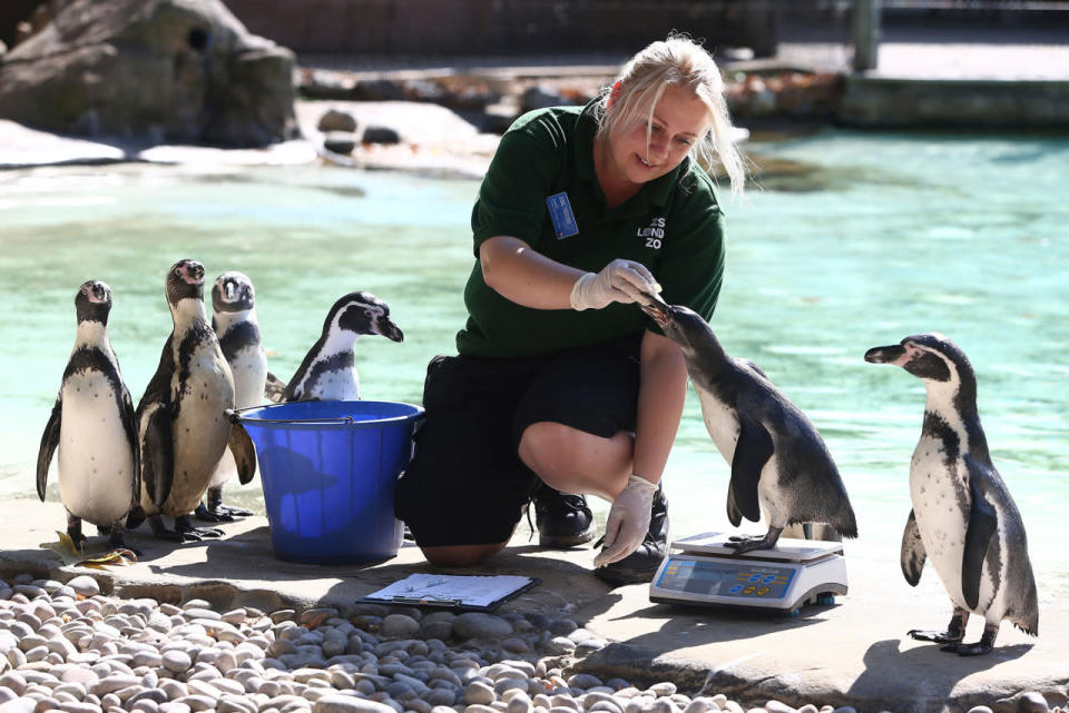 <p>A zookeeper weighs Humboldt penguins during the annual weigh-in at London Zoo, August 24, 2016. (Neil Hall/Reuters)</p>