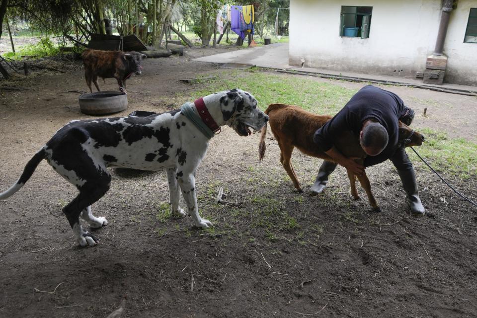 Miguel Aparicio calms a Spanish Fighting Bull calf he just unloaded from a truck at his farm animal shelter in La Calera, Colombia, Thursday, Feb. 16, 2023. Aparicio, who runs the shelter, is hoping to turn it into a sanctuary for the Spanish Fighting Bull. (AP Photo/Fernando Vergara)