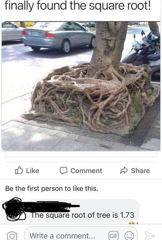 tree's roots above ground in a perfect square