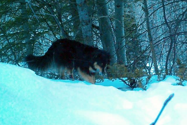 <p>Deborah Wieker/GoFundMe</p> A photo of Ullr the dog from trail camera footage captured 11 months after the pet went missing in Colorado