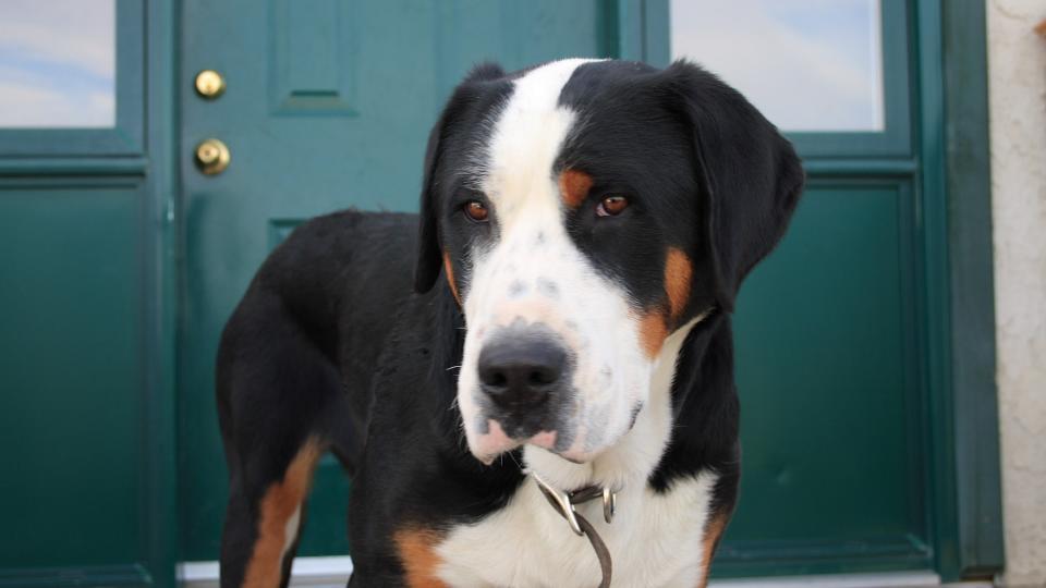 a greater Swiss mountain dog stands in front of a blue door